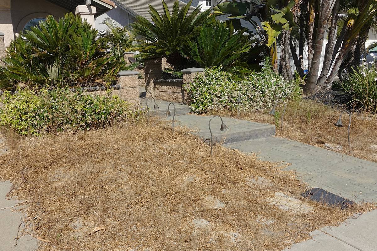 Read more about the article To Scalp or Not to Scalp-What to Do with a Brown Lawn? 