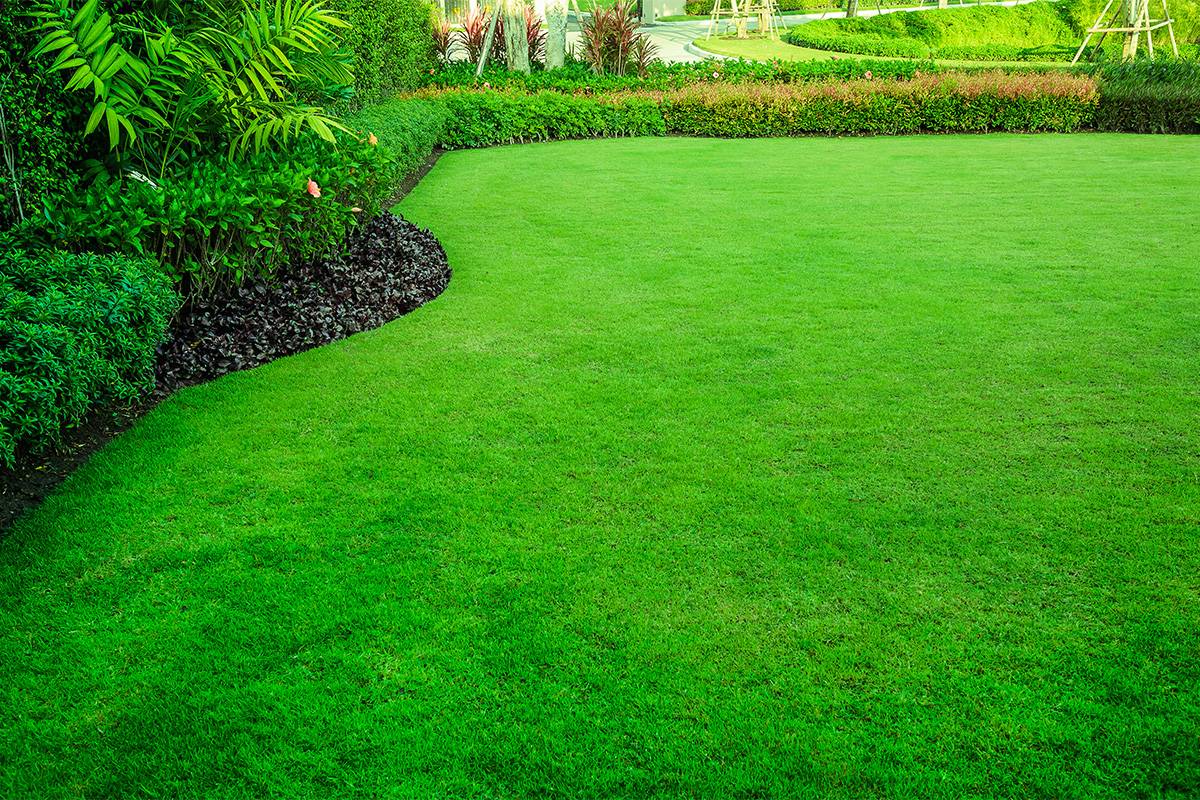 Read more about the article Do You Need to Overseed for a Healthy Lawn? 