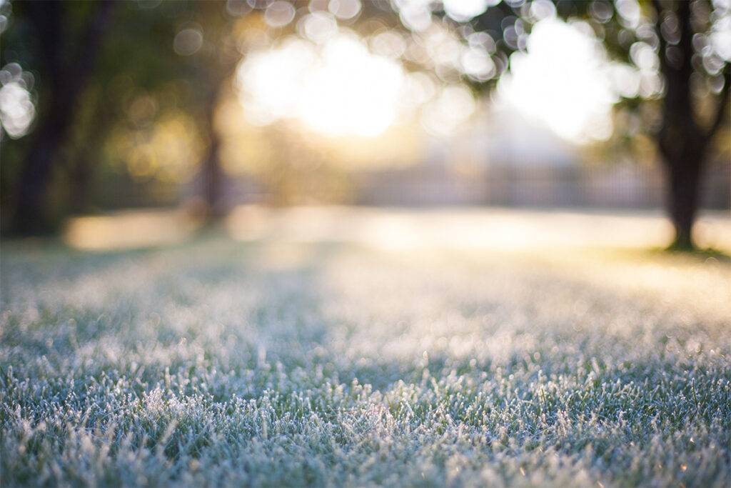 Frost covered winter grass
