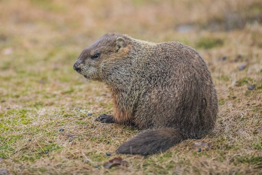 Animal damaging your lawn