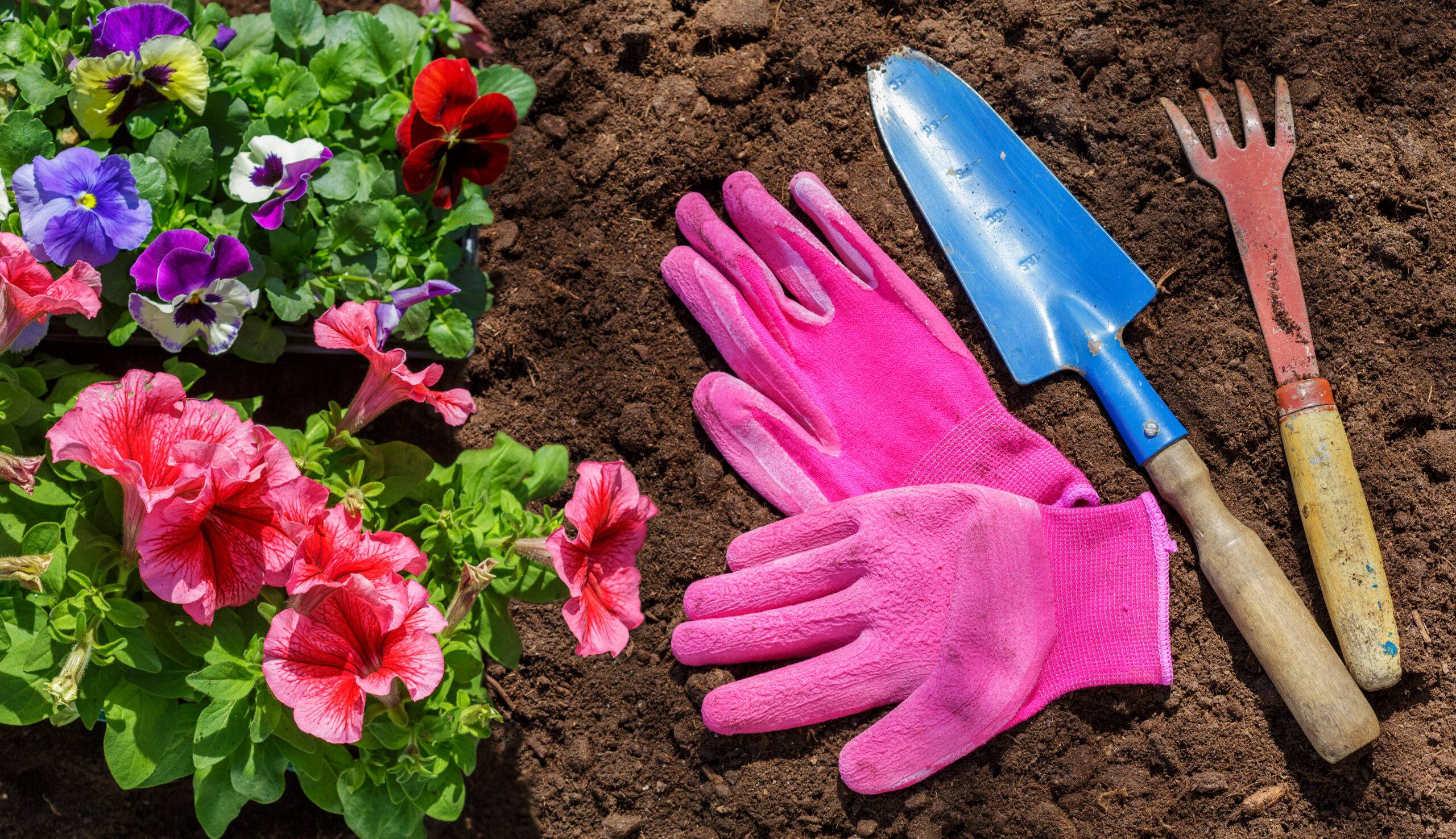 Read more about the article Planning Your Spring Garden During Winter Downtime