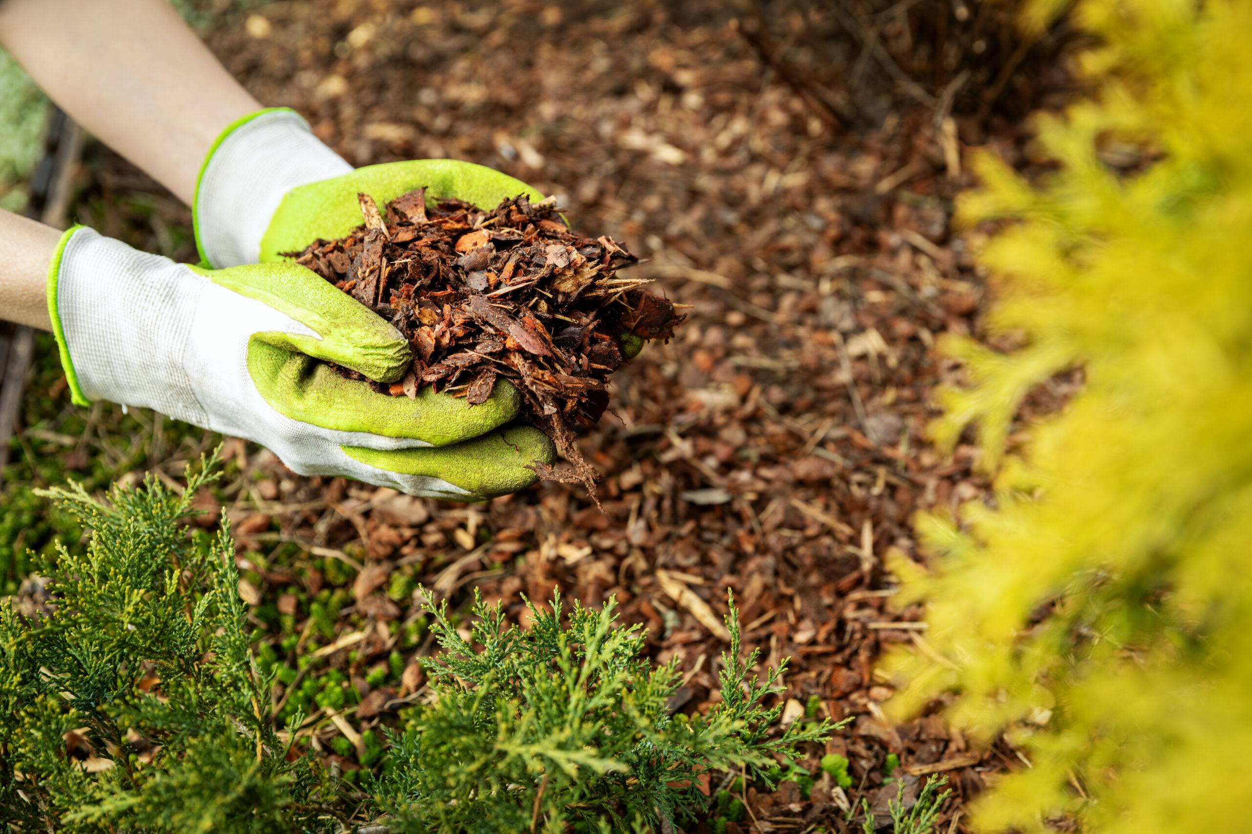 Read more about the article Best Cold-Weather Mulch Options for Your Landscape