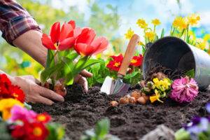 Seasonal Flower Bulbs to Plant in Spring for Summer Color