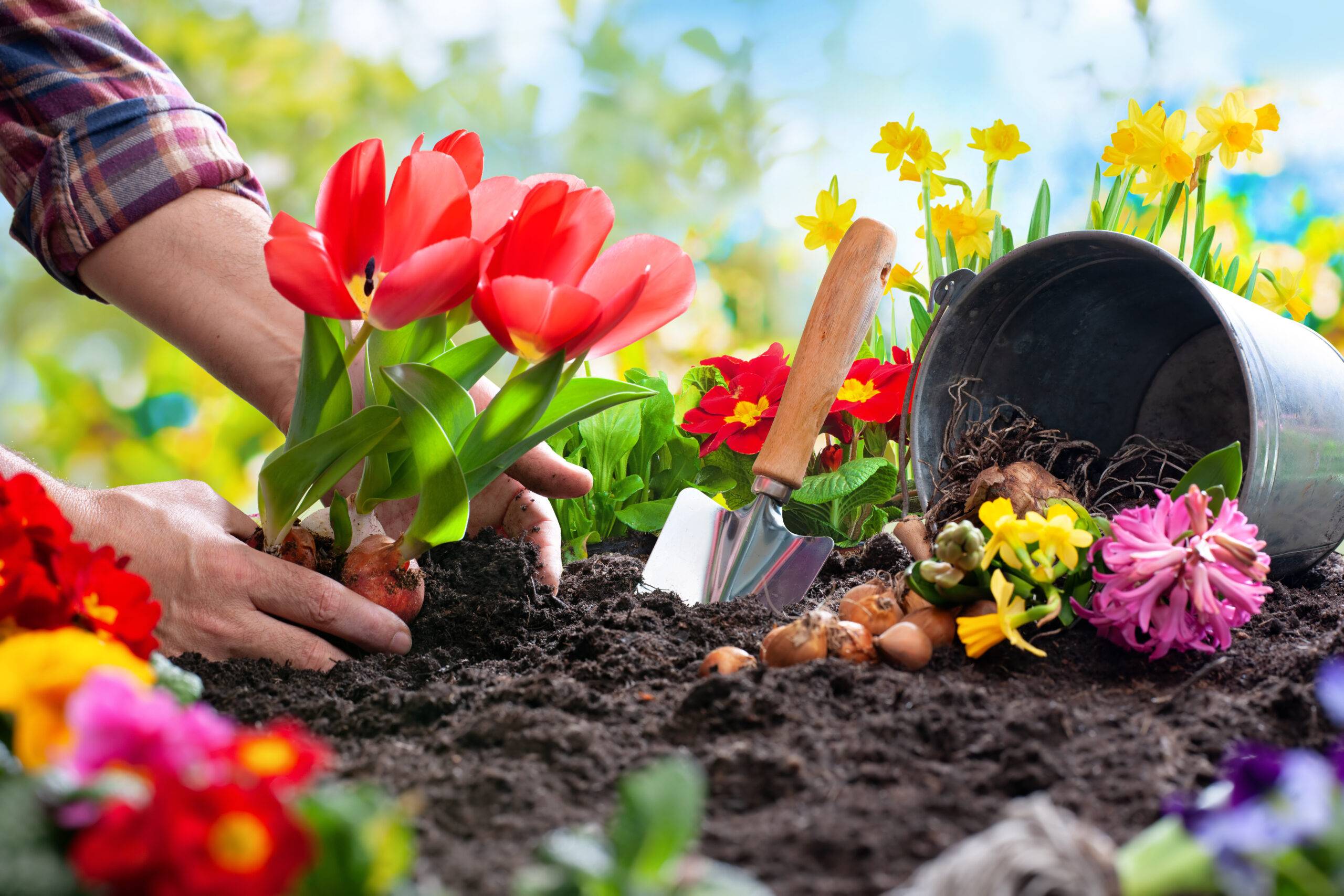 Read more about the article Seasonal Flower Bulbs to Plant in Spring for Summer Color