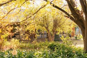 Fall Landscapes That Enhance the Beauty of Your Yard