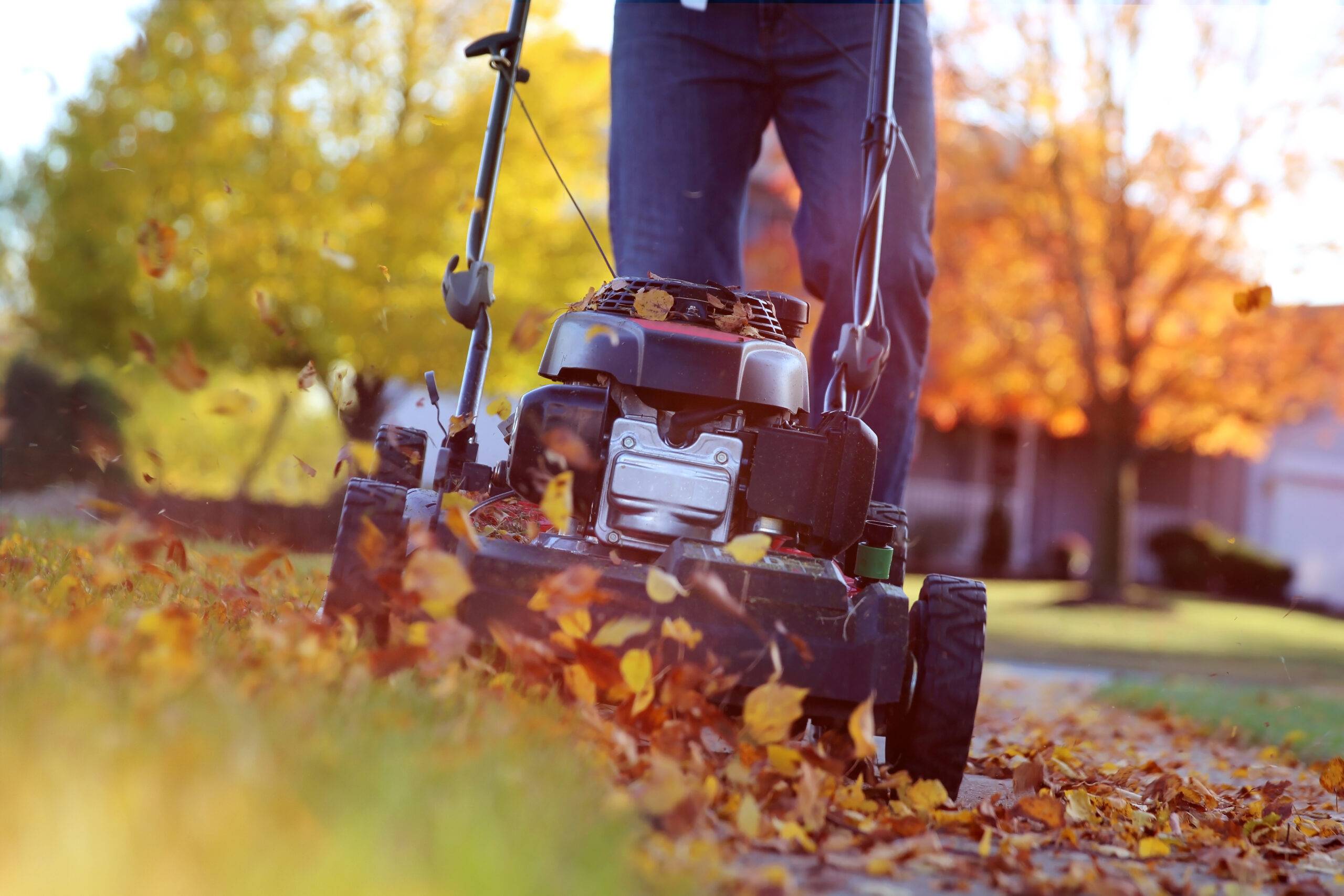 Read more about the article Minimize Mowing During the Fall