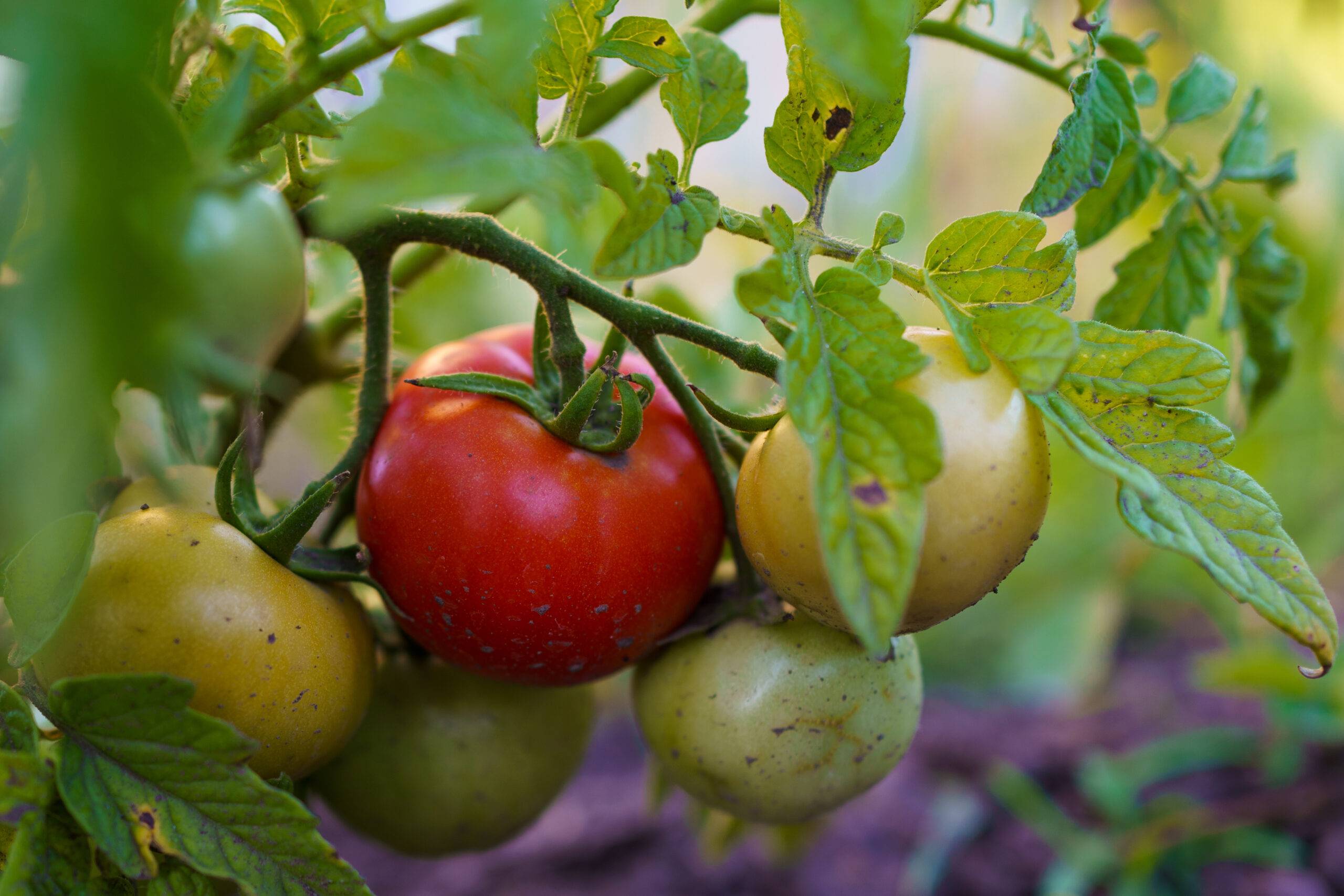Read more about the article Growing Season in Northeastern PA