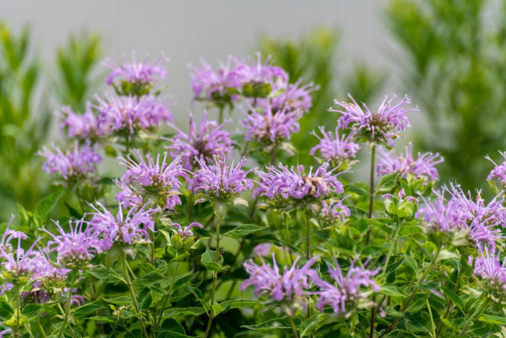 Blog 4.6 Top Native Plants for Northeastern PA