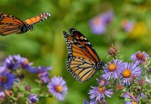 Create a Wildlife Friendly Garden